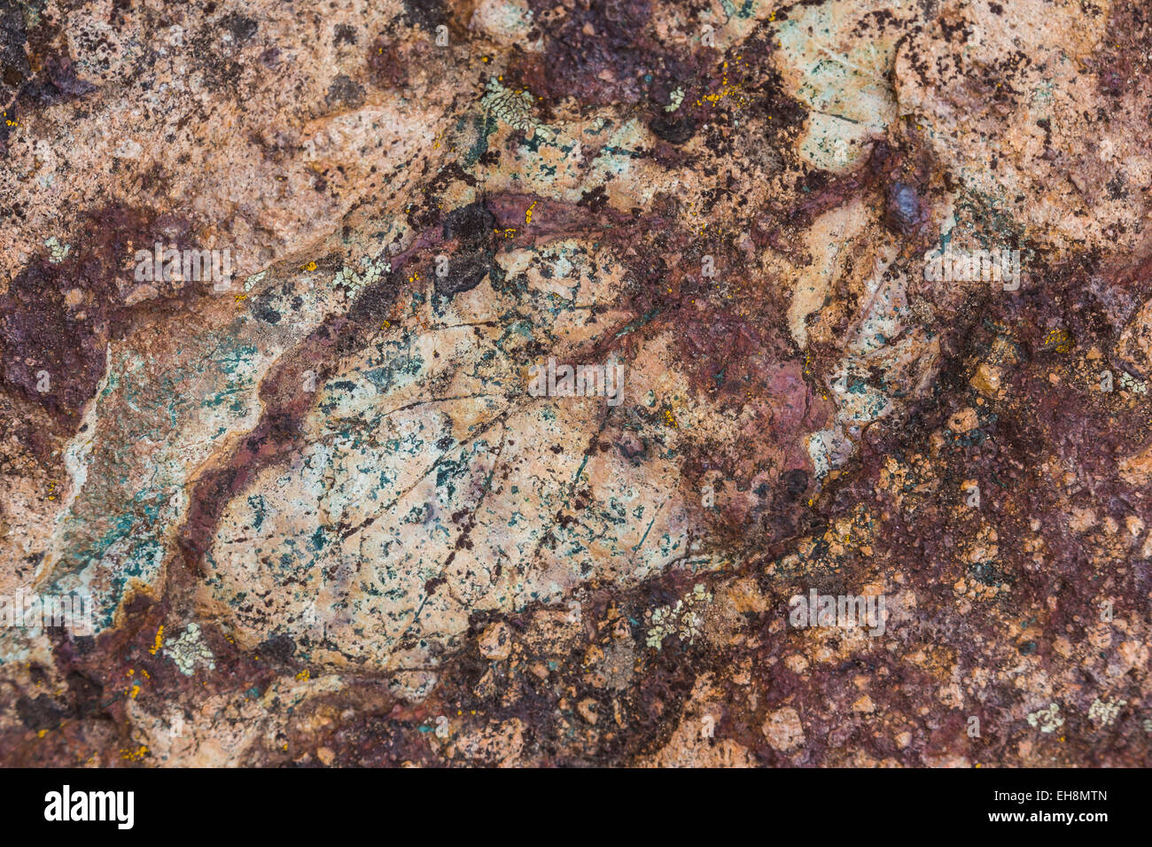 Fossil leaf 44 million years old along Trail of Fossils in Clarno Unit of John Day Fossil Beds