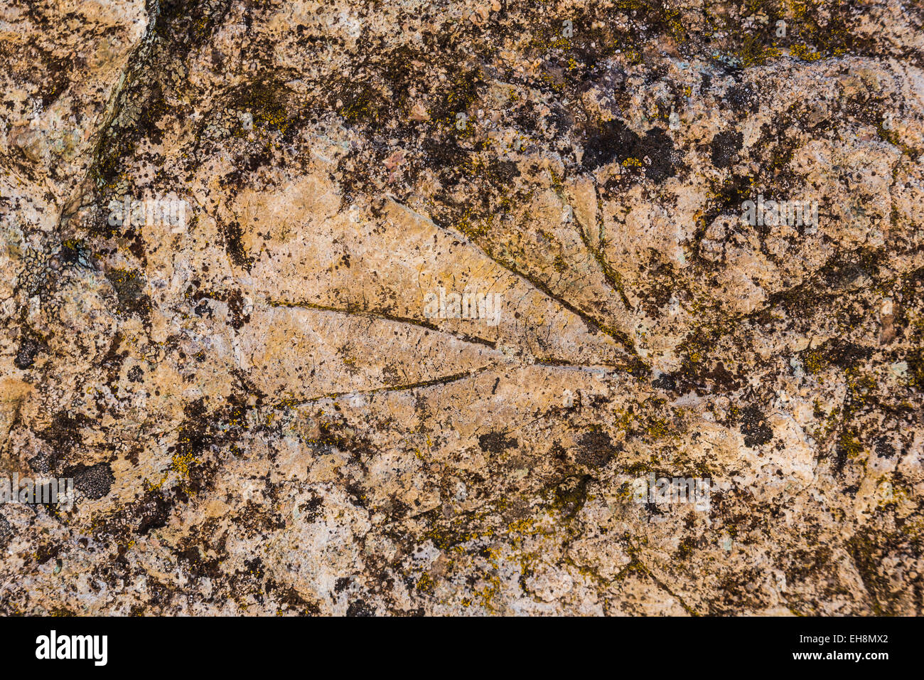 Sycamore, Platanus sp., leaf fossil along Trail of Fossils in Clarno