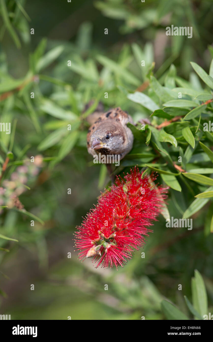 Bottle brush tree hires stock photography and images Alamy