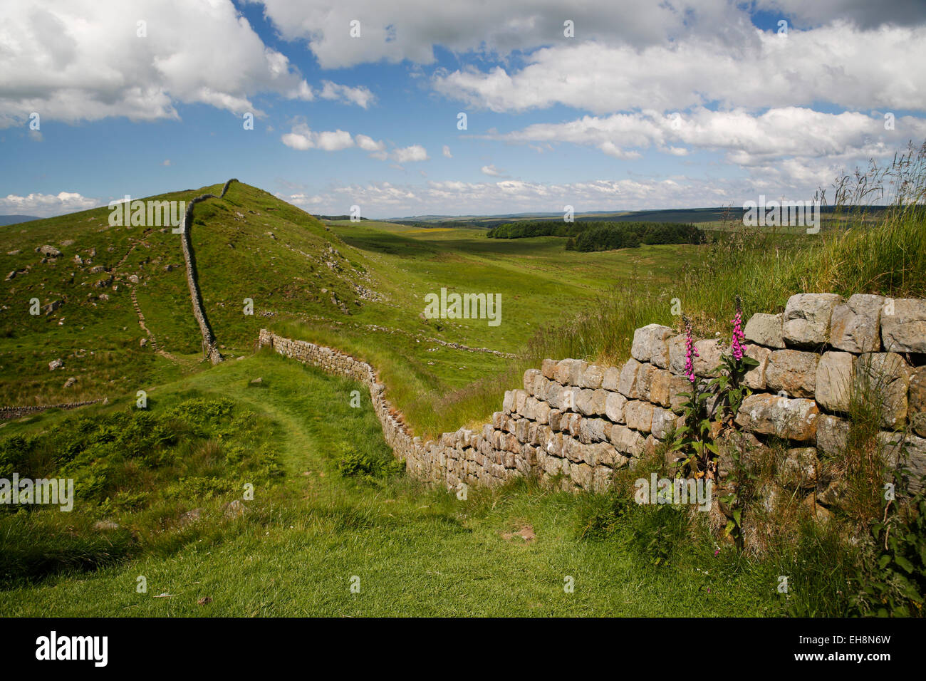 Hadrians Wall; Housesteads; Northumberland; UK Stock Photo