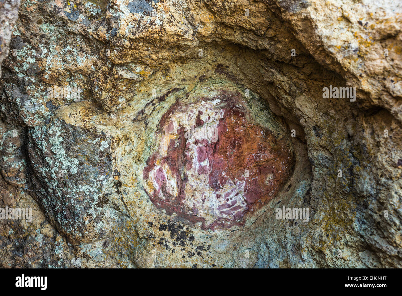 Clarno Unit Tree cross-section fossilalong the Trail of Fossils in the Clarno Unit ...