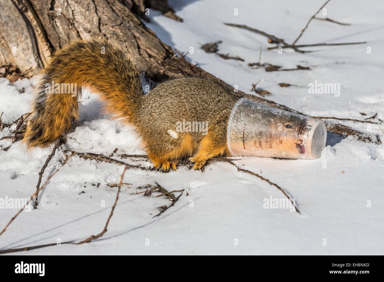 Eastern Fox Squirrel, Sciurus niger, lapping bottom of cold coffee drinking cup along Riverwalk, Big Rapids, Michigan, USA Stock Photo