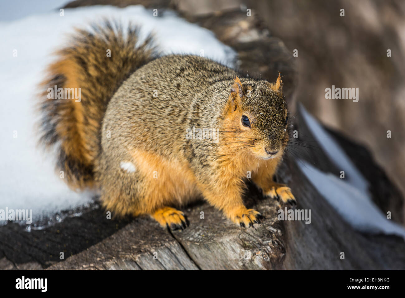 Eastern Fox Squirrel, Sciurus niger, foraging in Hemlock Park along the Big Rapids Riverwalk, Big Rapids, Michigan, USA Stock Photo