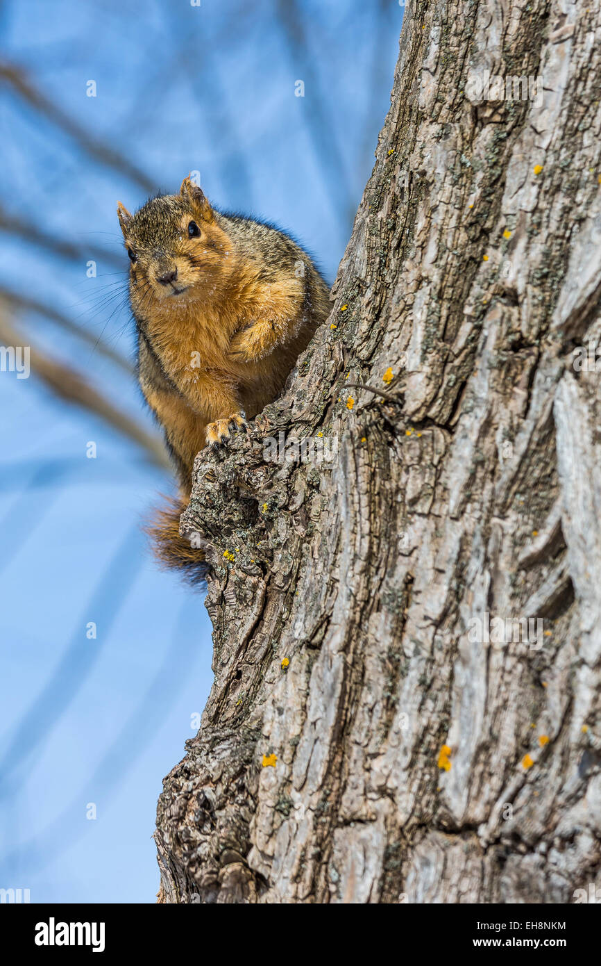 Eastern Fox Squirrel, Sciurus niger, in a big cottonwood tree along the Big Rapids Riverwalk, Big Rapids, Michigan, USA Stock Photo