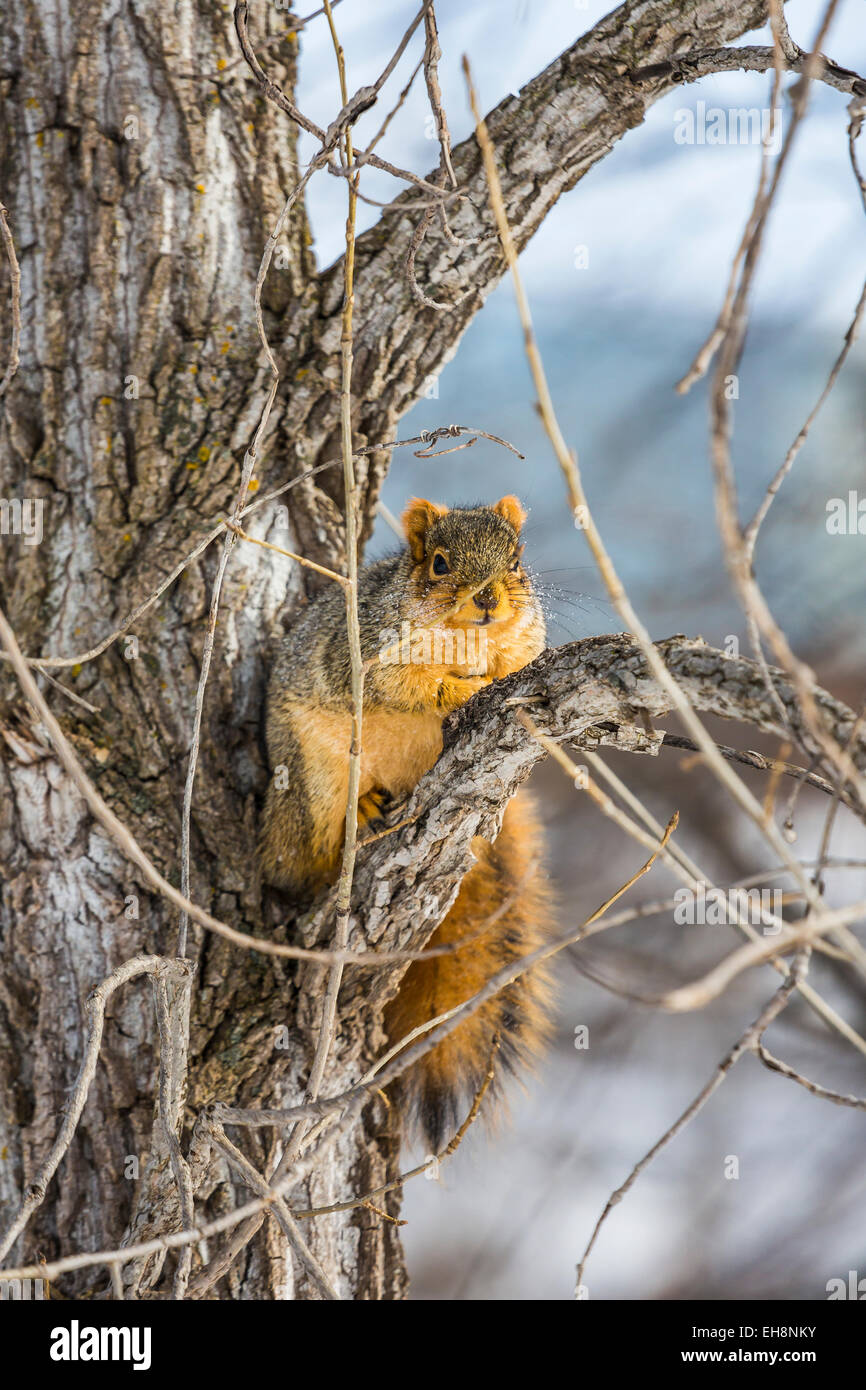 Eastern Fox Squirrel, Sciurus niger, in a big cottonwood tree along the Big Rapids Riverwalk, Big Rapids, Michigan, USA Stock Photo