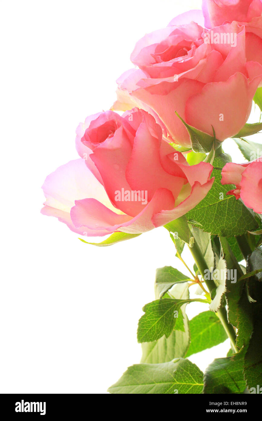 Pink roses pretty background Stock Photo - Alamy