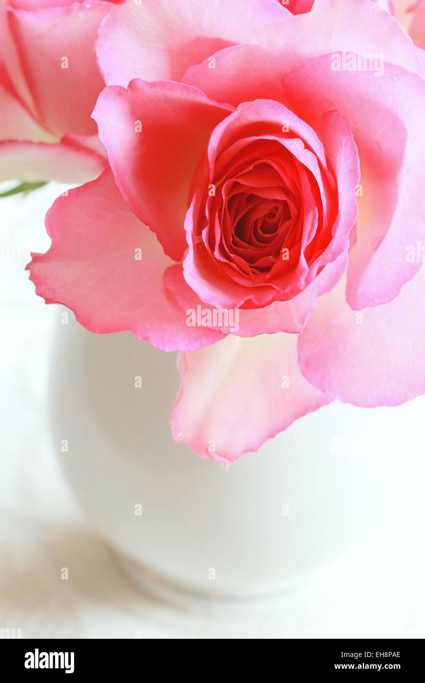 Beautiful romantic pink roses in a white vase still life Stock Photo ...
