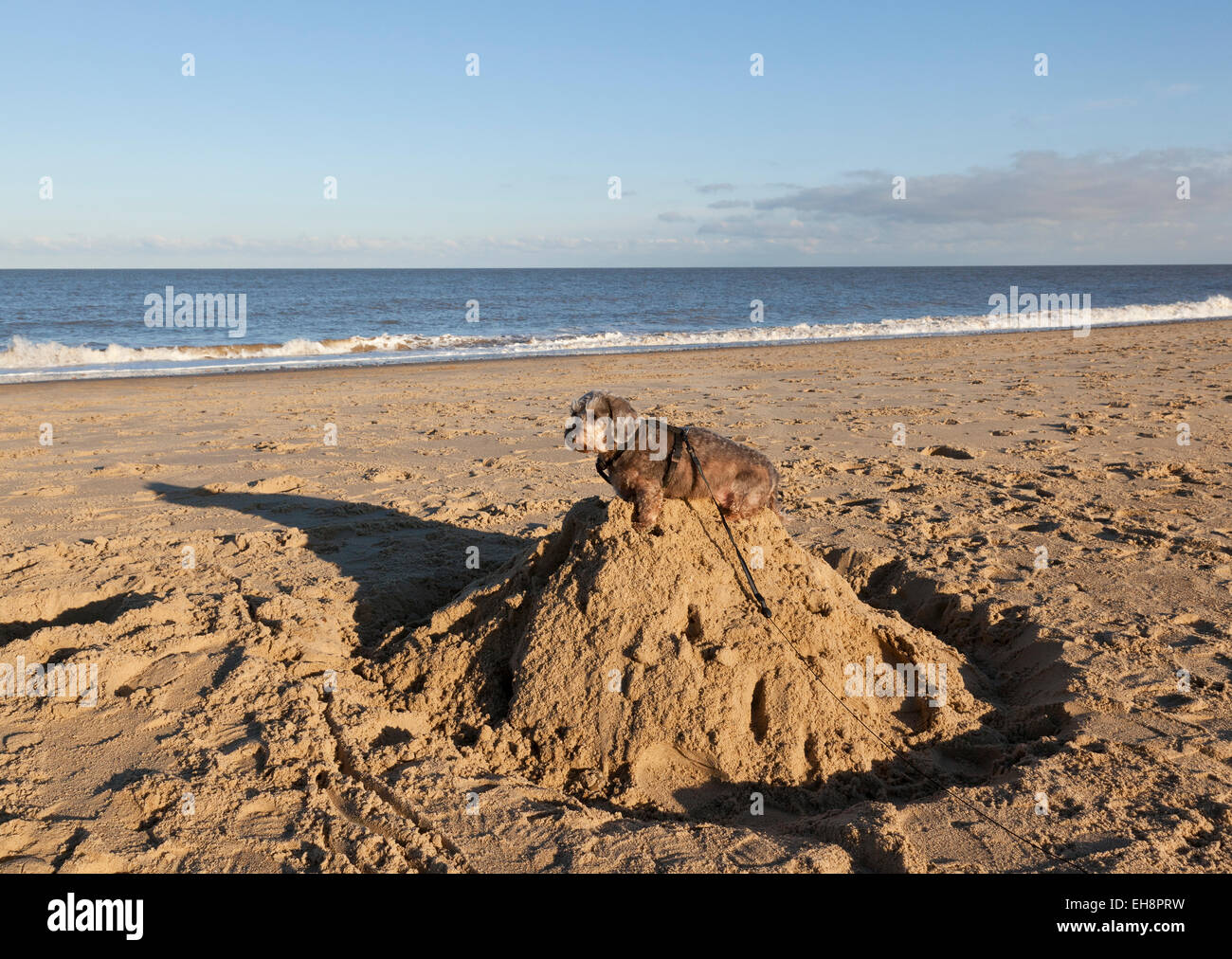 A Miniature Wire Haired Dachshund dog sitting on top of a sandcastle on a beach Stock Photo