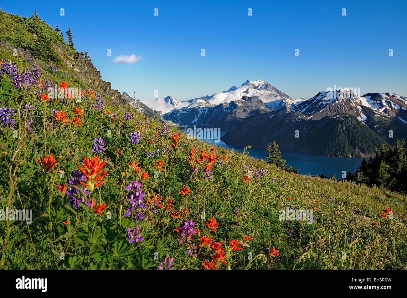 Sub-alpine wildflowers, Garibaldi Provincial Park,  British Columbia Stock Photo