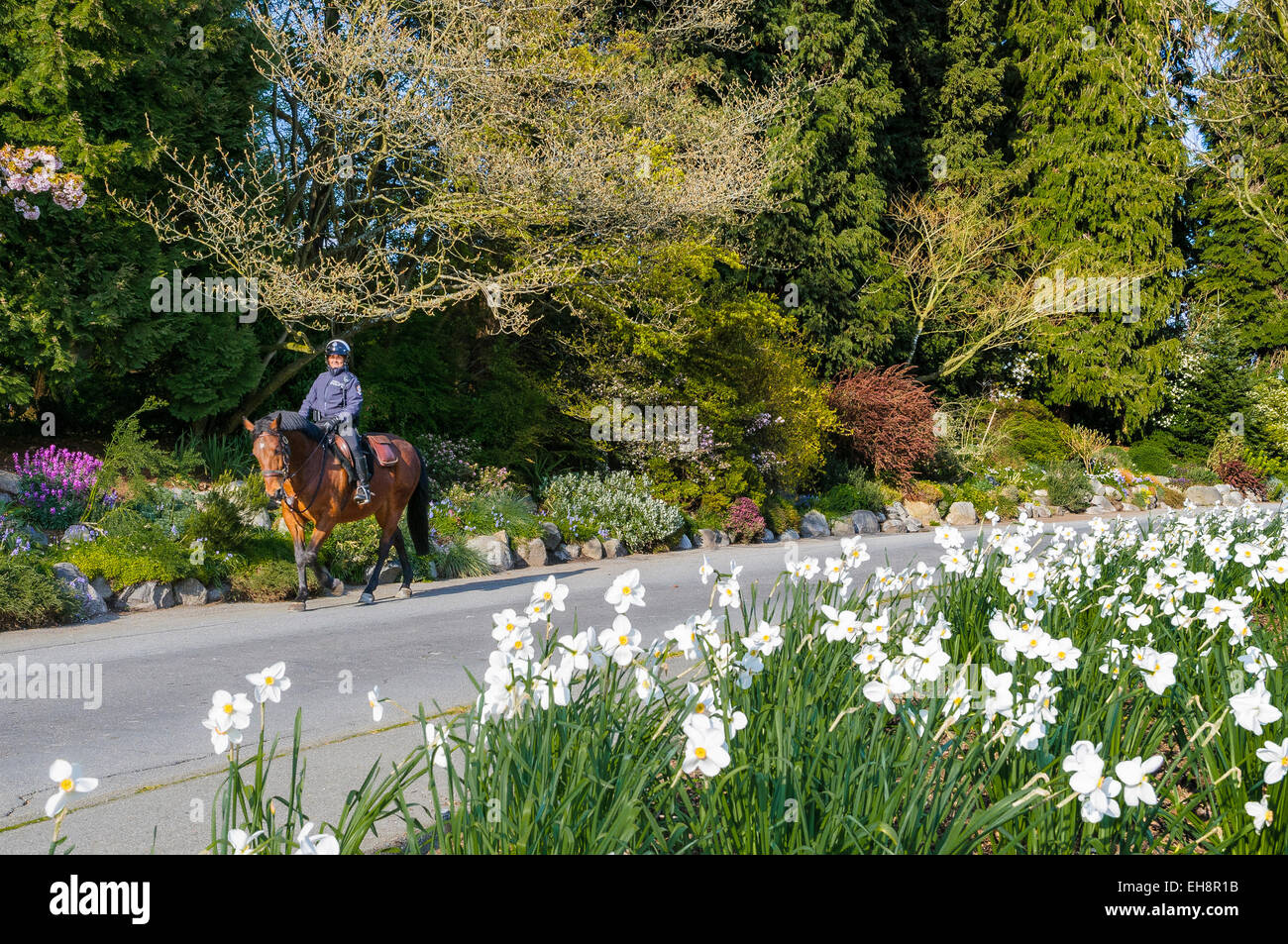 Police woman on horseback patrols in Stanley Park, Vancouver, British Columbia, Canada Stock Photo