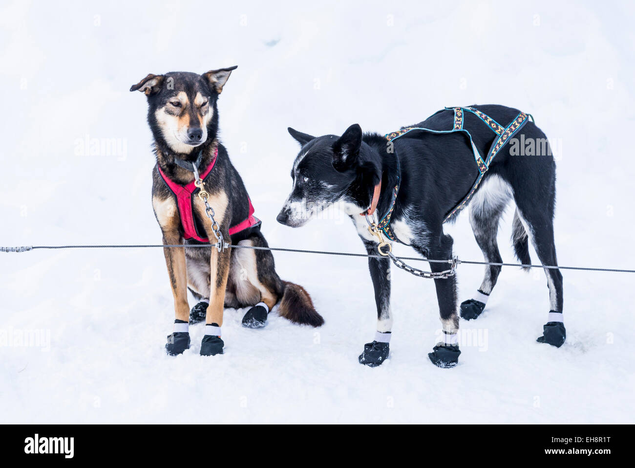 Sled dogs, Lake Louise, Banff National Park, Alberta, Canada Stock Photo