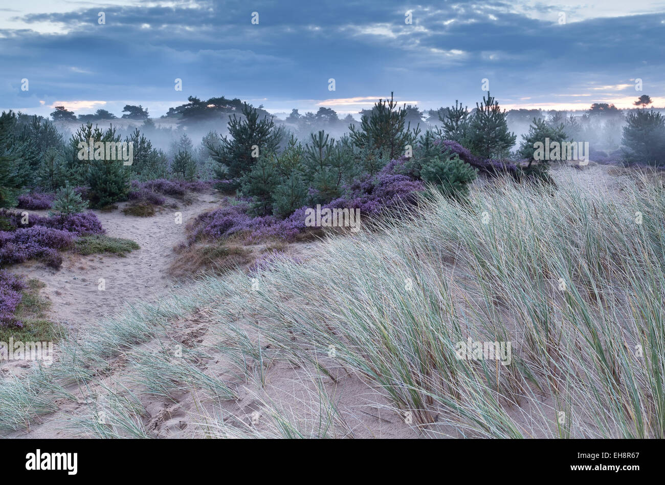 sand dune and flowering heather in summer morning Stock Photo