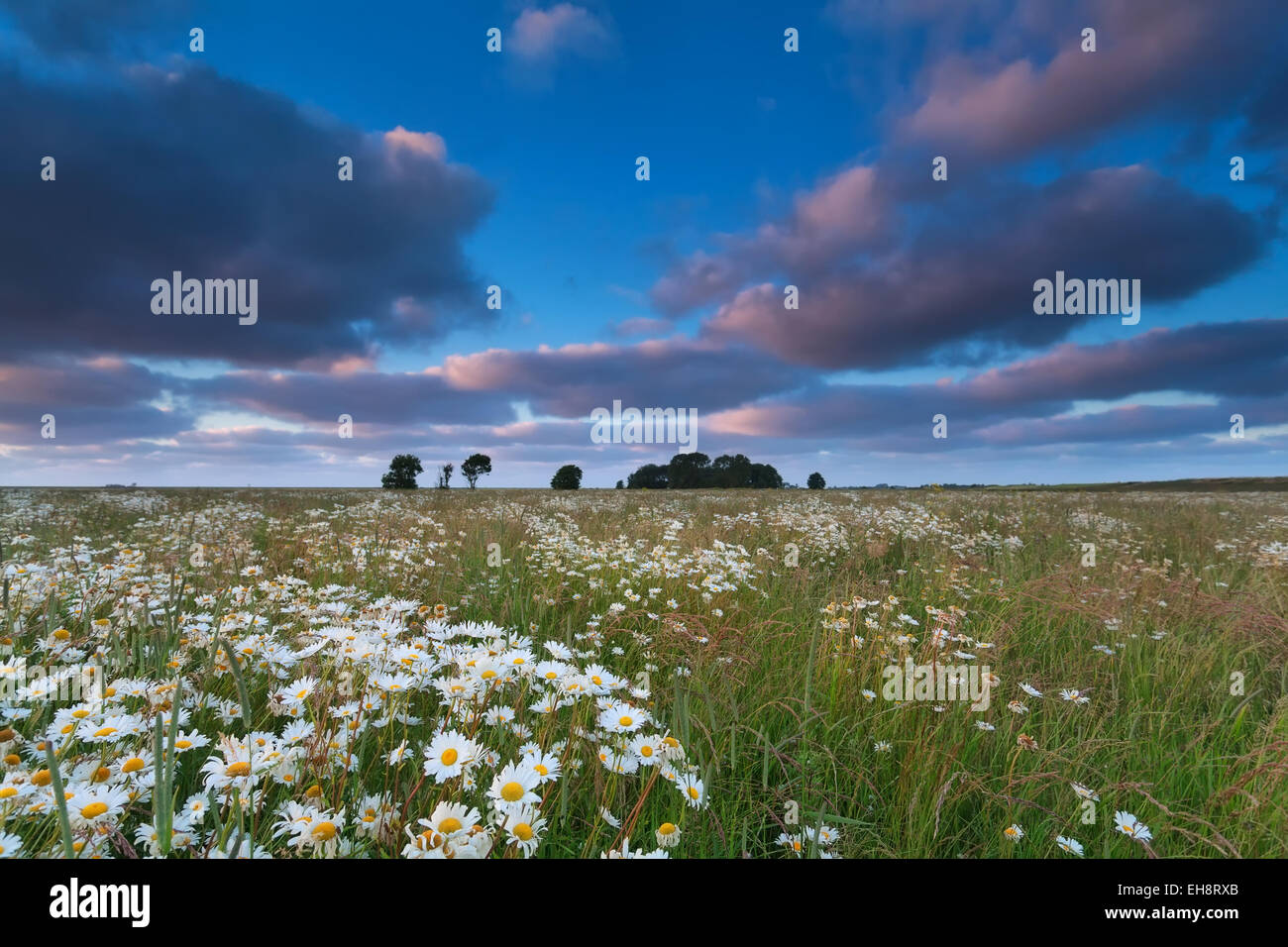Chamomile flower hi-res stock photography and images - Alamy
