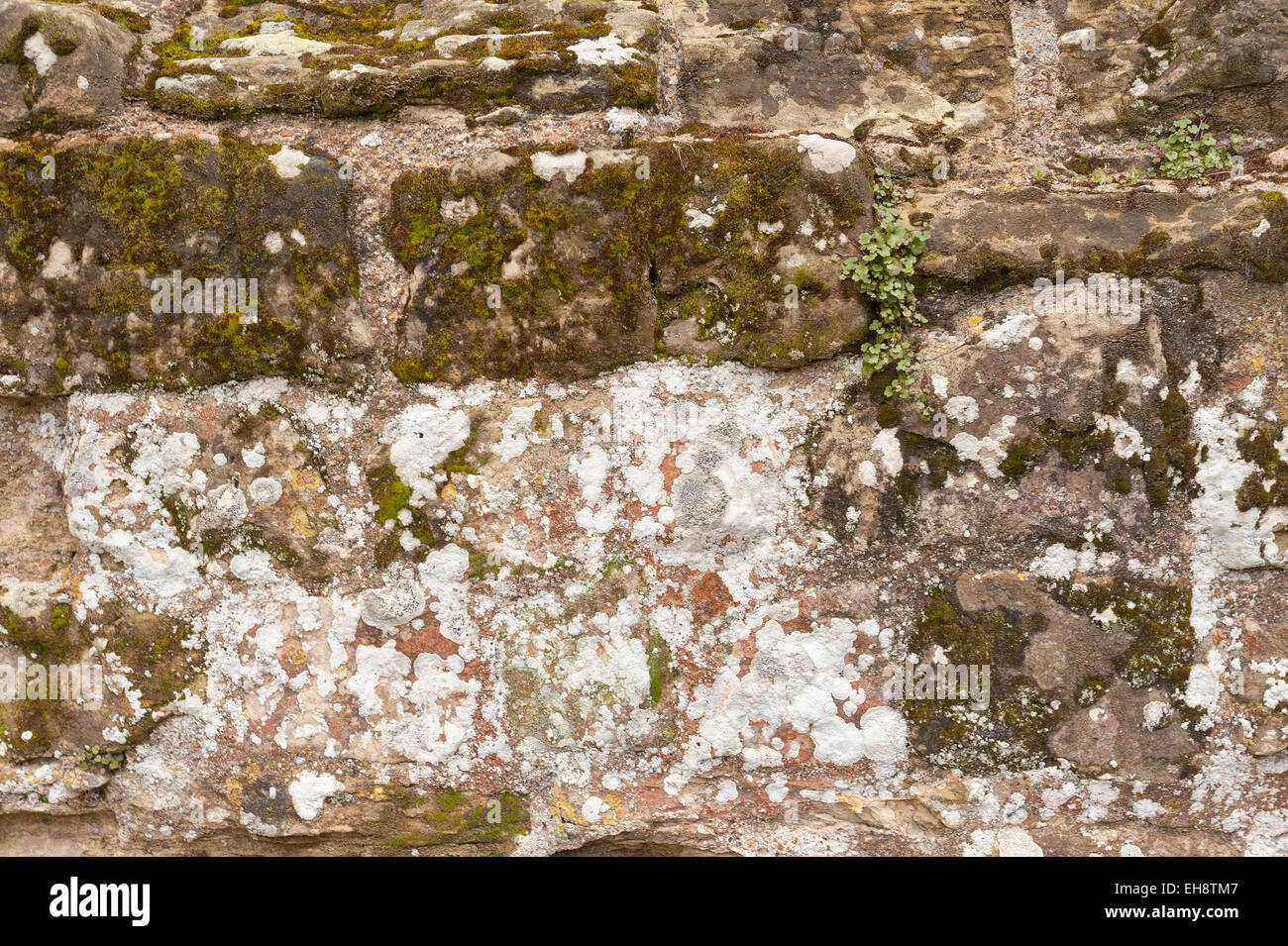 medieval wall of castle coated with patches of lichen and moss showing signs of deterioration building blocks Stock Photo