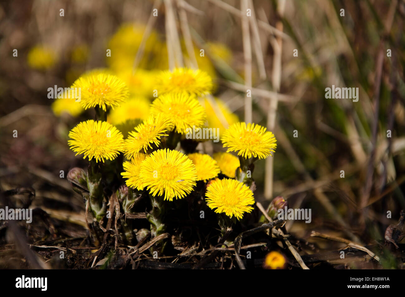 Coltsfoot, the first spring yellow flowers Stock Photo
