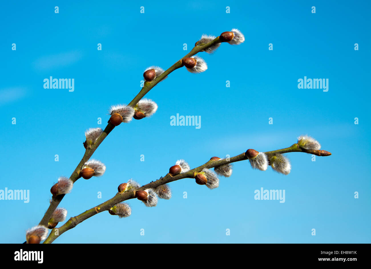 Beautiful spring catkins on blue sky background Stock Photo