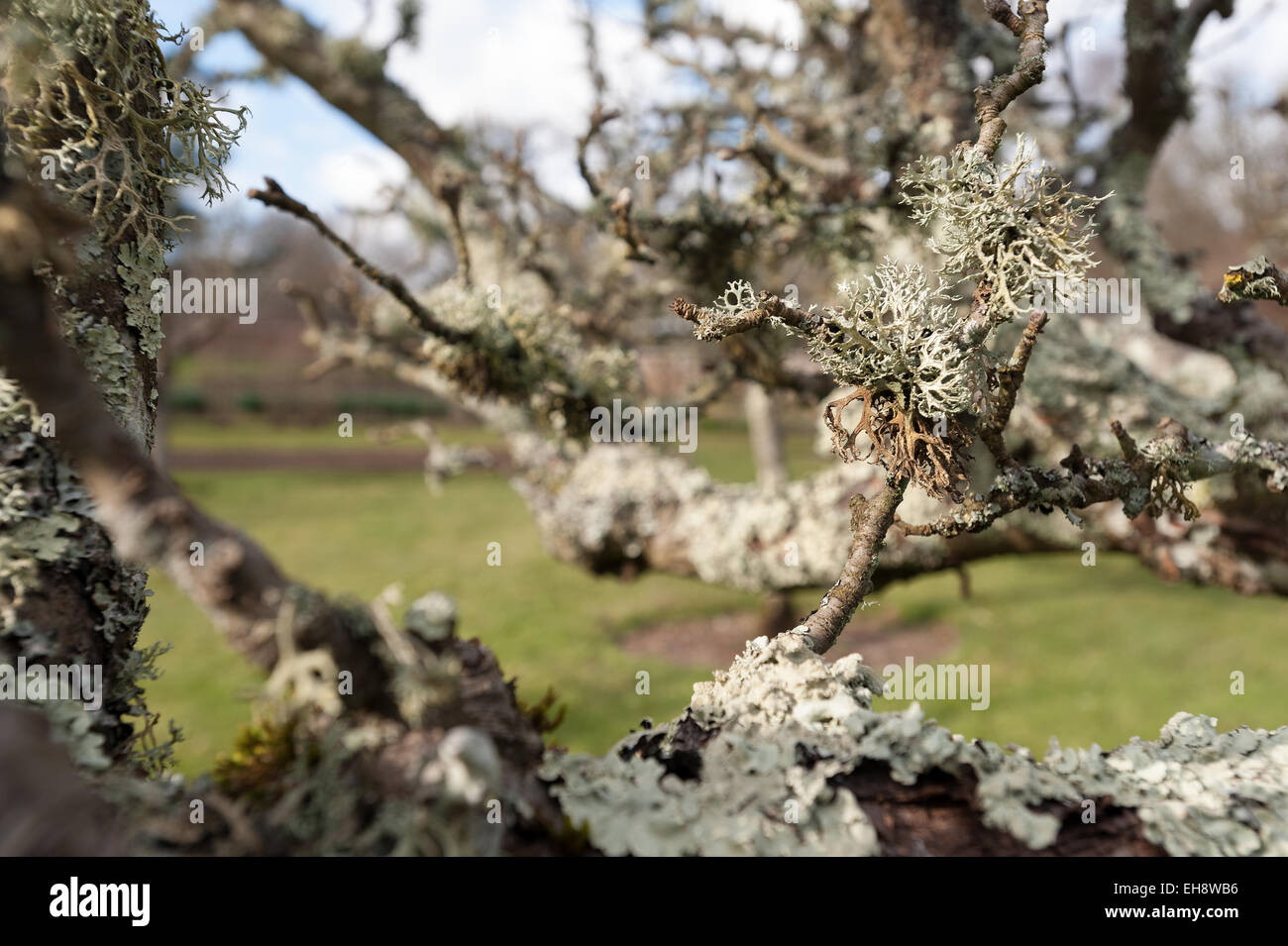 varied abundant lichens and moss on well established fruit orchard tree cover the bark in an very clean air environment Stock Photo