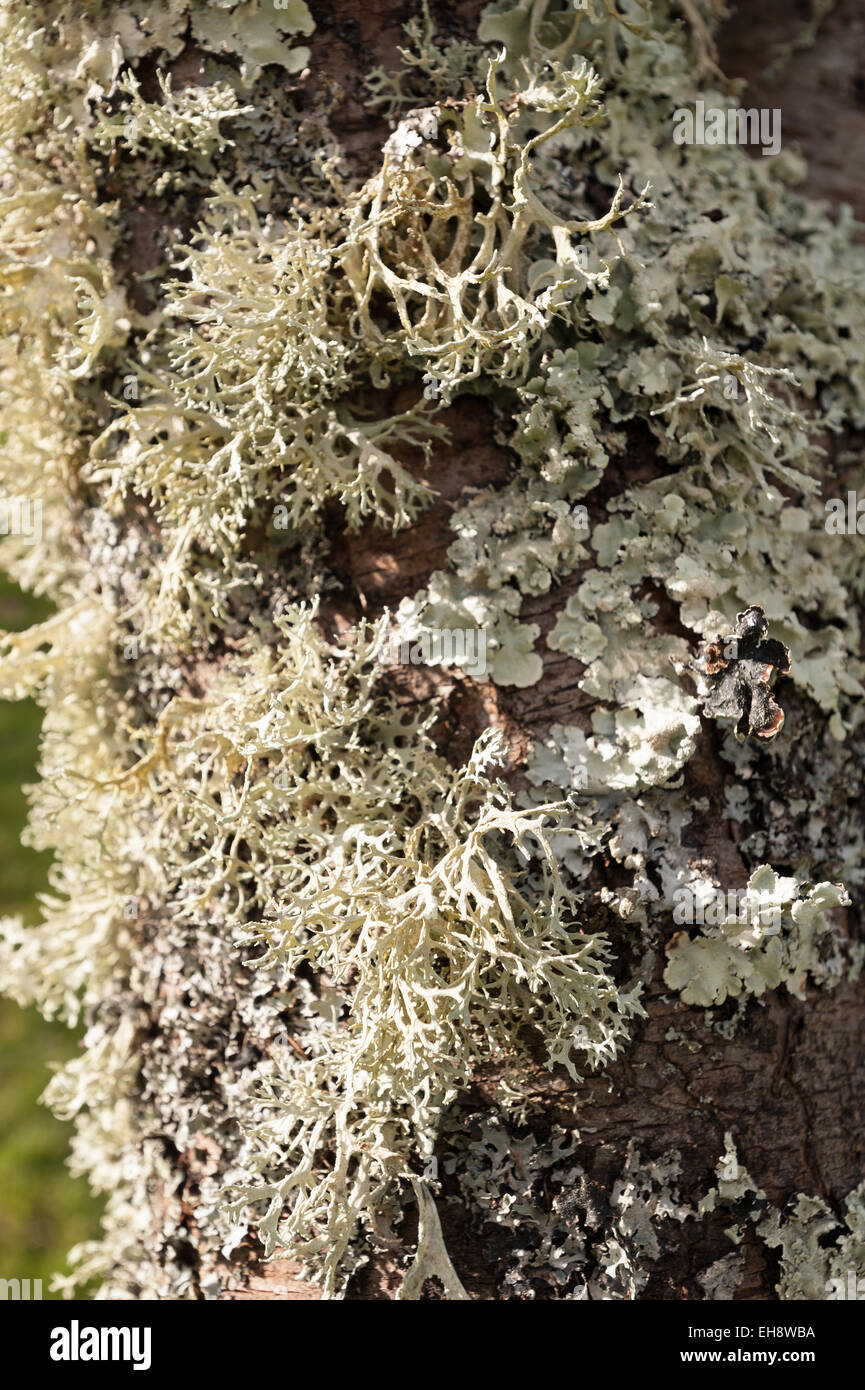 varied abundant lichens and moss on well established fruit orchard tree cover the bark in an very clean air environment Stock Photo