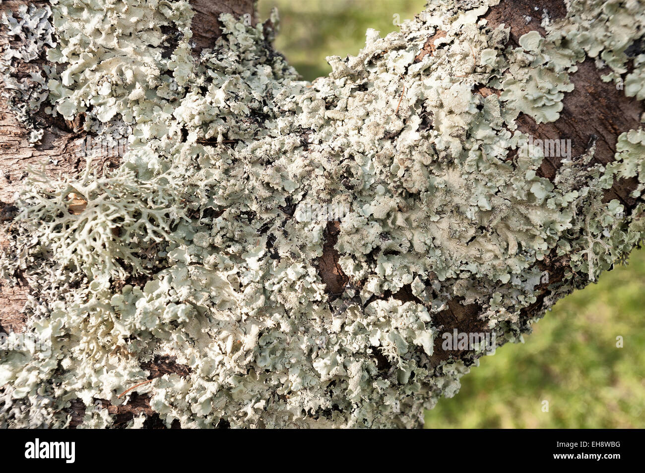 varied abundant lichens and moss on well established fruit orchard tree cover the bark in an very clean air environment Stock Photo