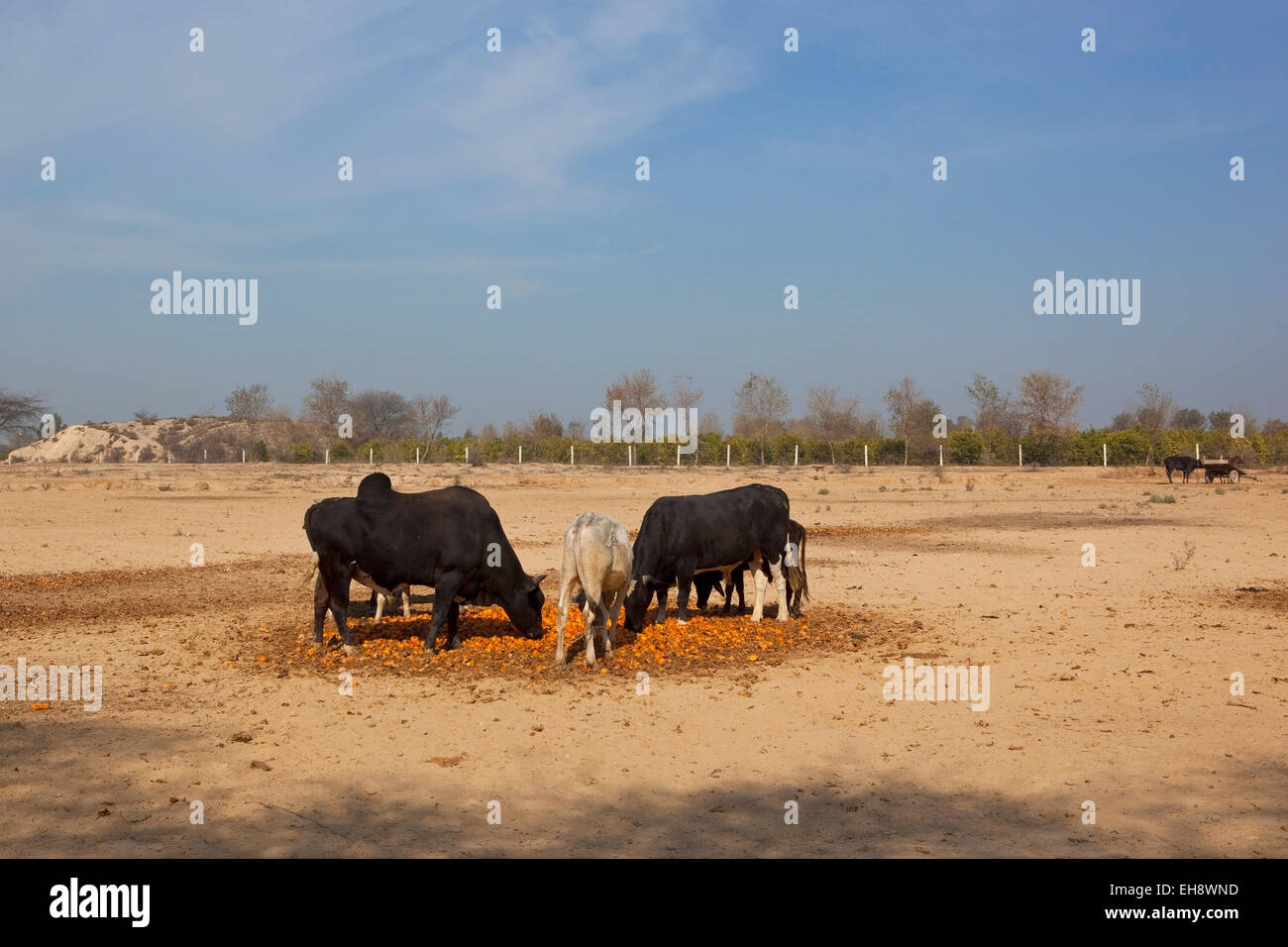 Cattle eating discarded oranges in a dry dusty Punjabi landscape Stock Photo