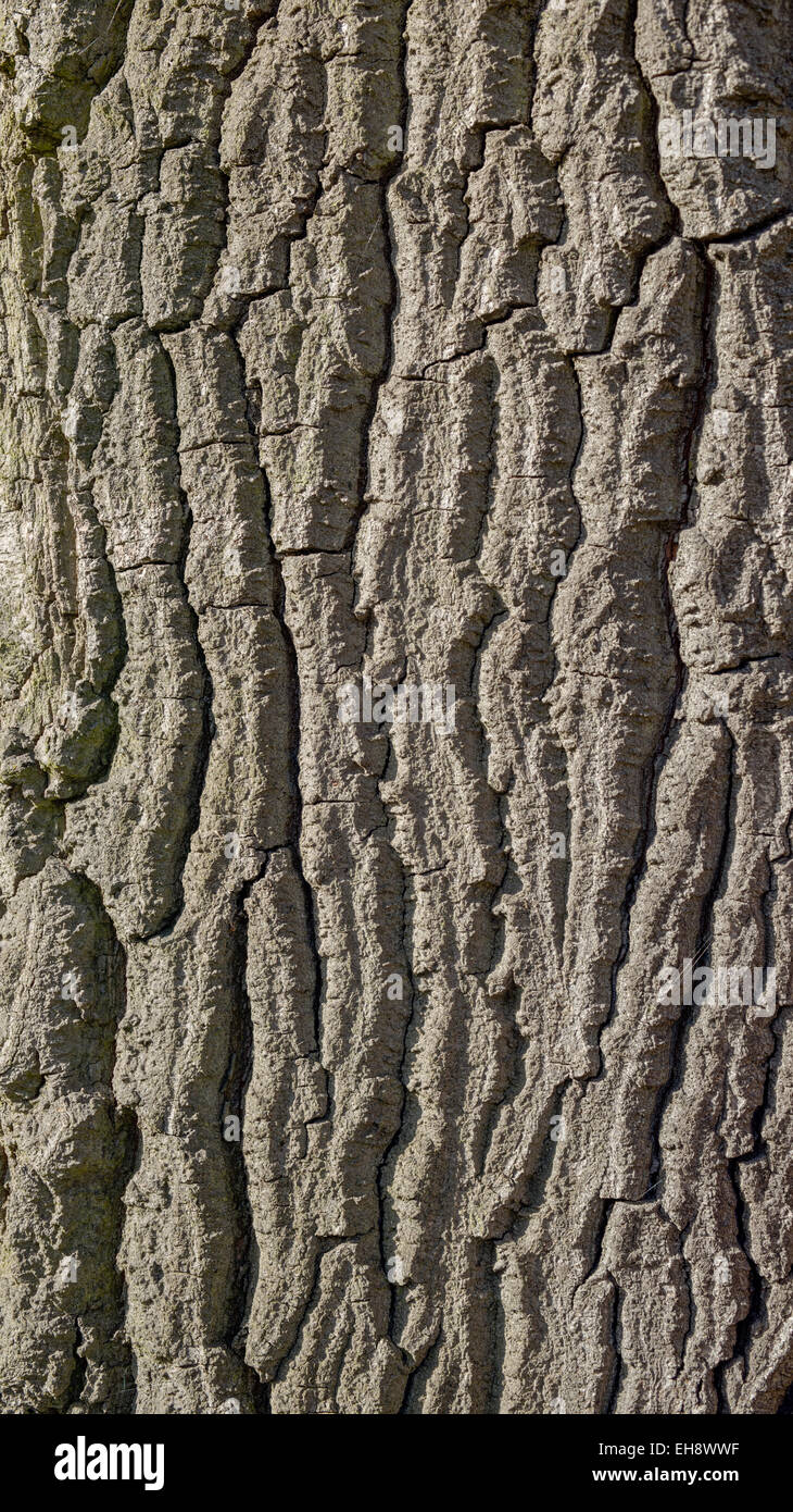 The rough, solid outer layer of an oak tree symbolizing solidity and strength Stock Photo