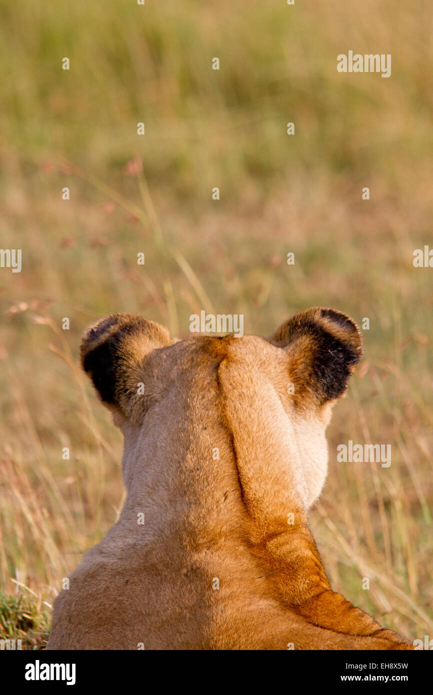 African Lioness Masai Mara, Kenya Stock Photo