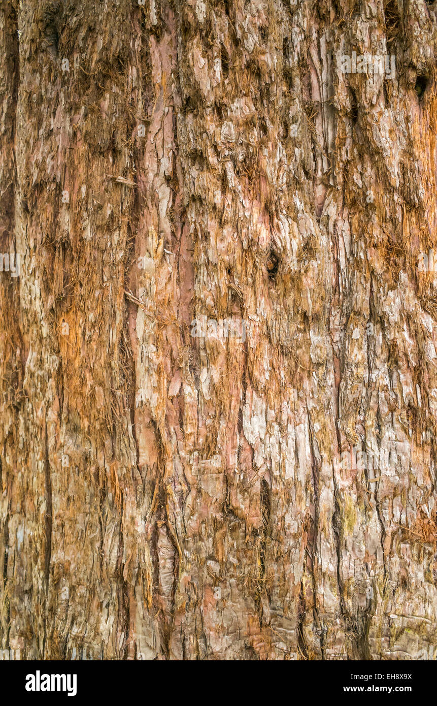 Stringy bark tree hires stock photography and images Alamy