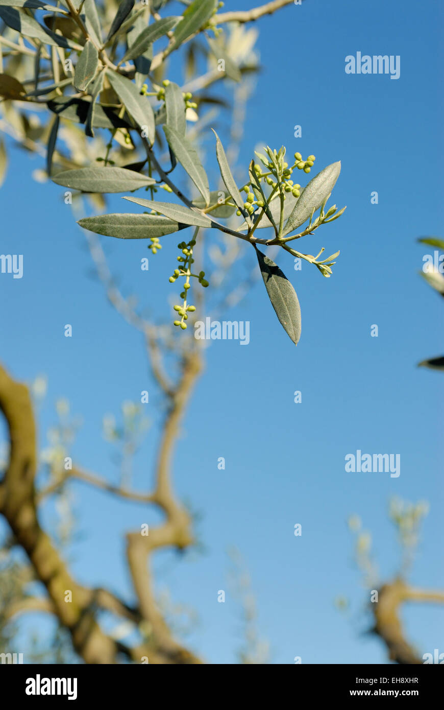 Olive buds on a olive tree in early spring, Tuscany, Italy Stock Photo