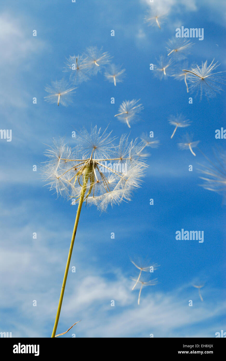 Dandelion seed head and seeds blowing in the wind against blue sky Stock Photo