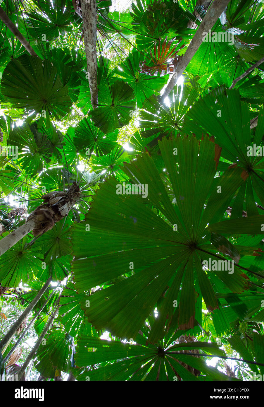 Australian Fan Palms (Licuala ramsayi) in the Daintree Rainforest, Queensland, Australia Stock Photo