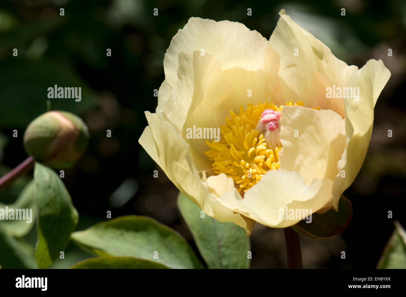 Paeonia lutea 'Yellow Queen'. Sir Harold Hillier Gardens. Stock Photo