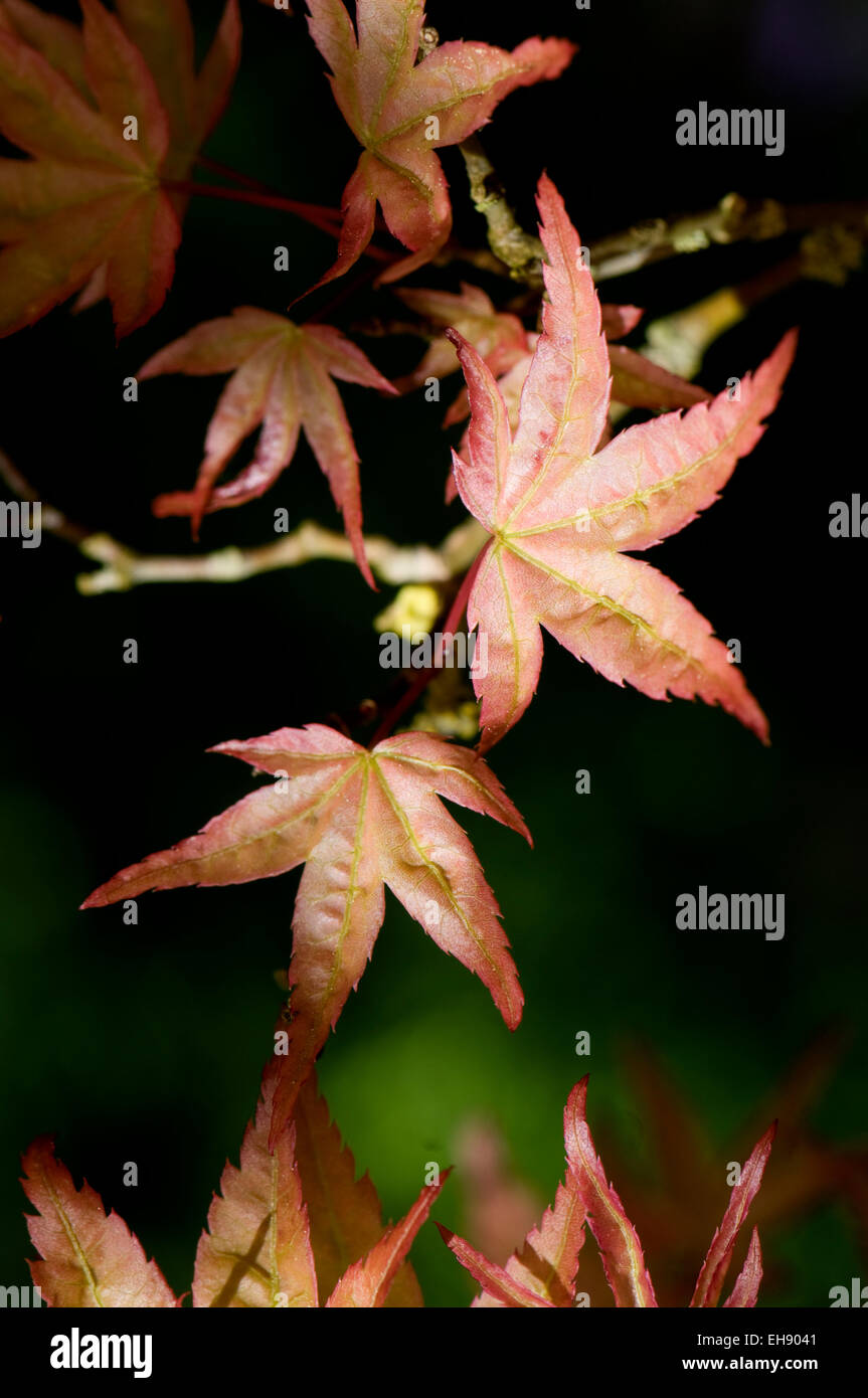 Acer palmatum 'Corallinum'. Sir Harold Hillier Gardens. Stock Photo