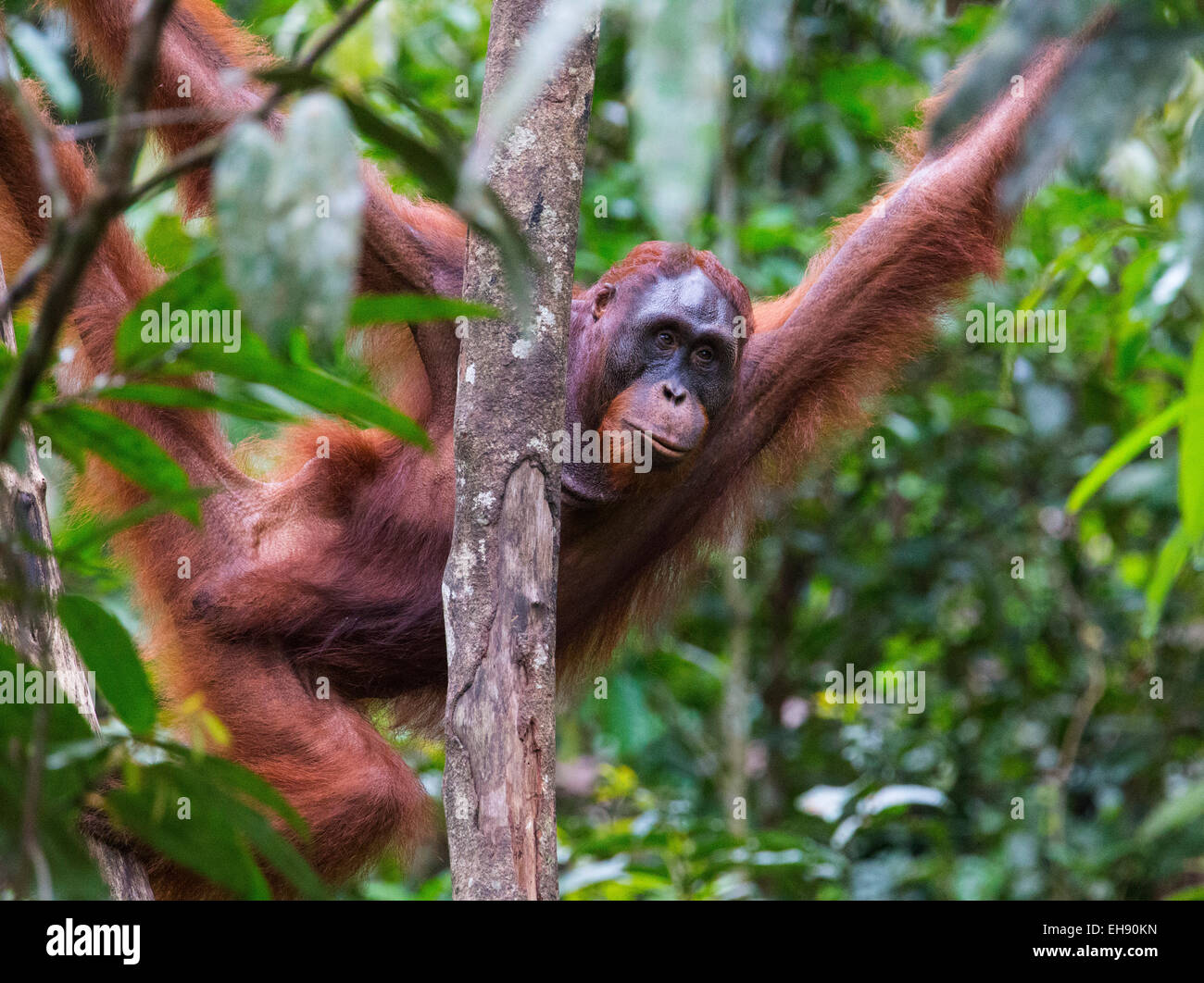 Sub-adult male Bornean orangutan (Pongo pygmaeus), Sarawak, Malaysia Stock Photo