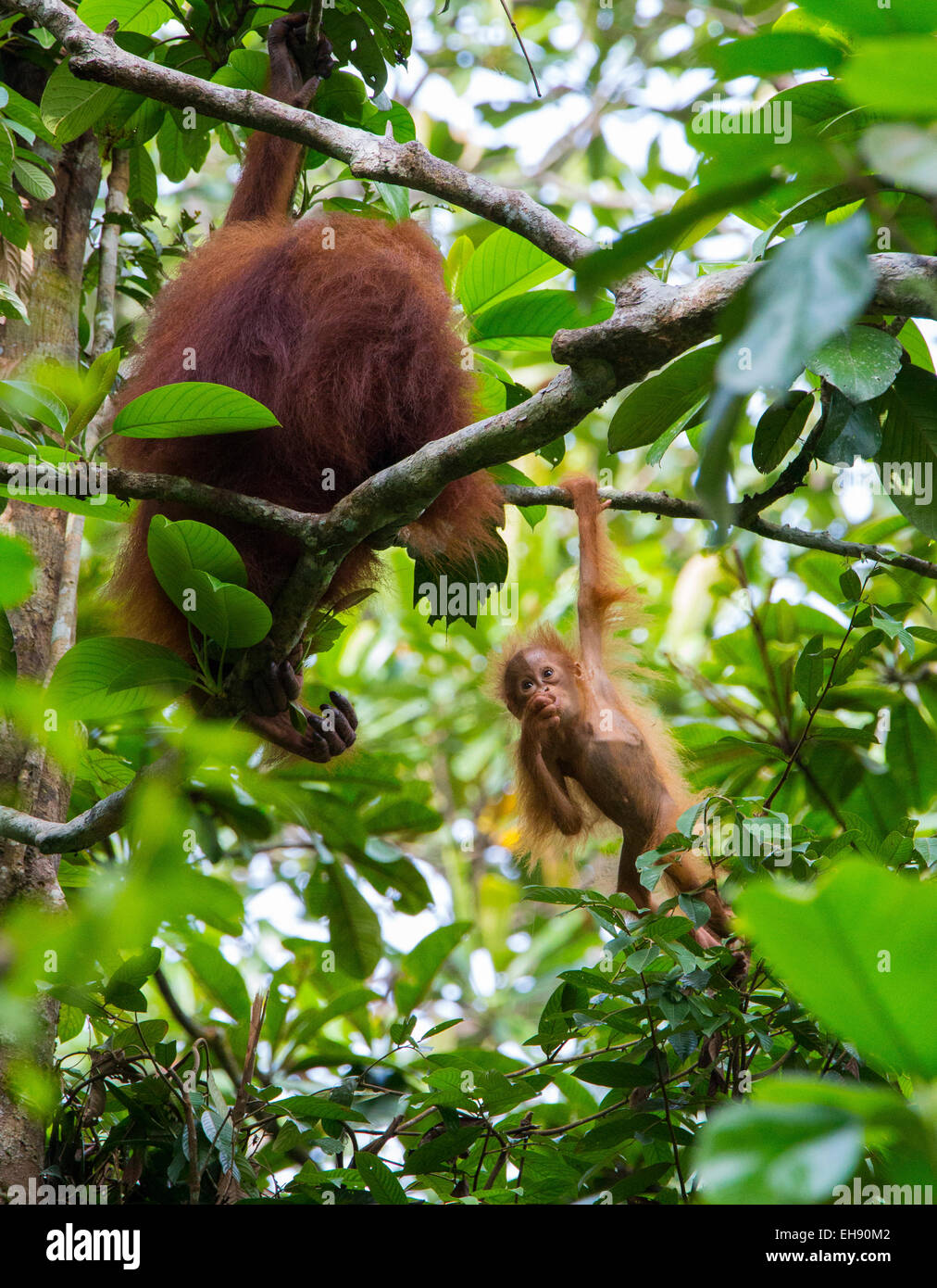 Mother and infant Bornean orangutan (Pongo pygmaeus), Sarawak, Malaysia Stock Photo