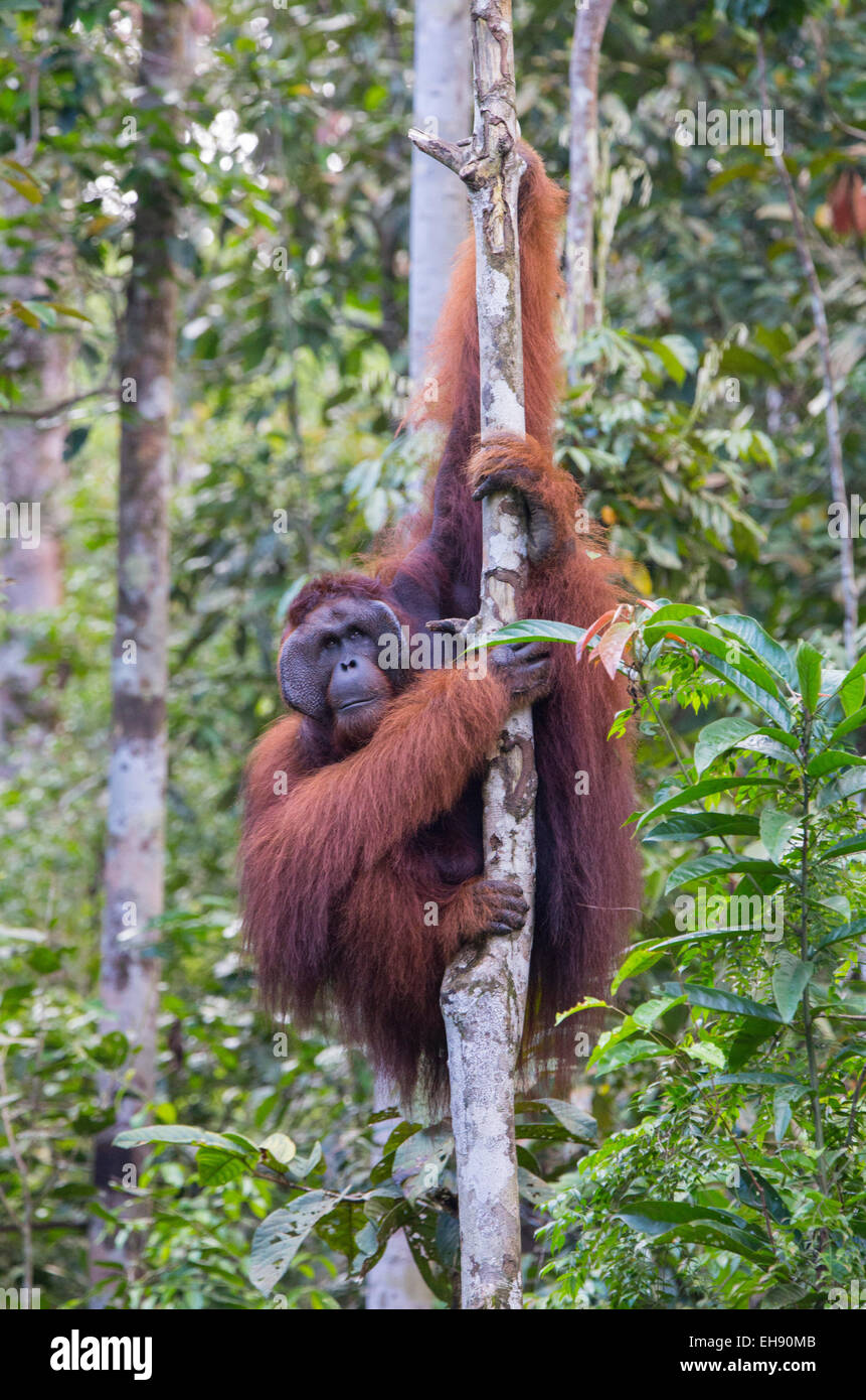 Adult male Bornean orangutan (Pongo pygmaeus) in a rainforest tree, Sarawak, Malaysia Stock Photo