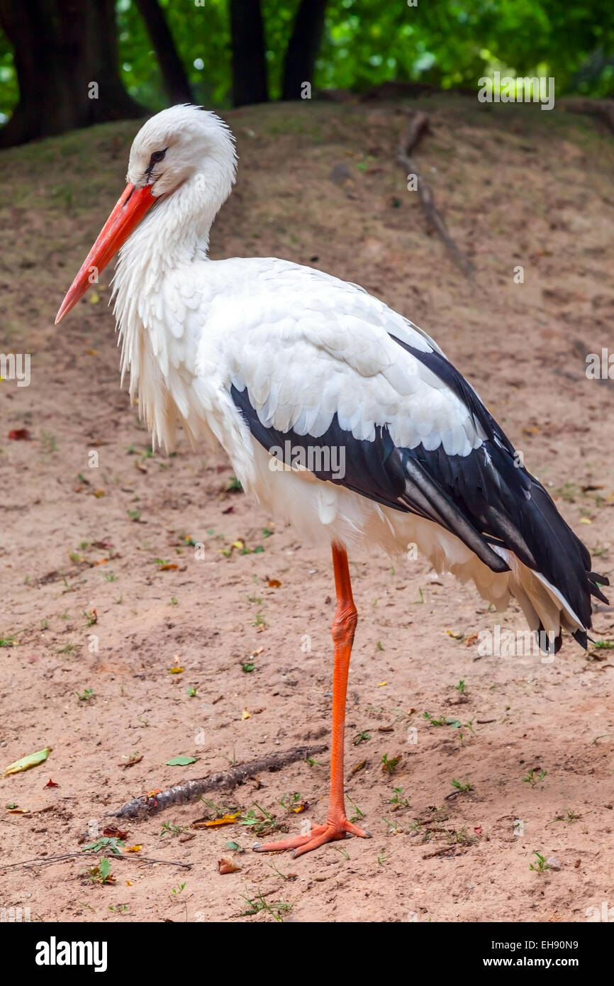 Standing on one leg stork bird in the nature Stock Photo