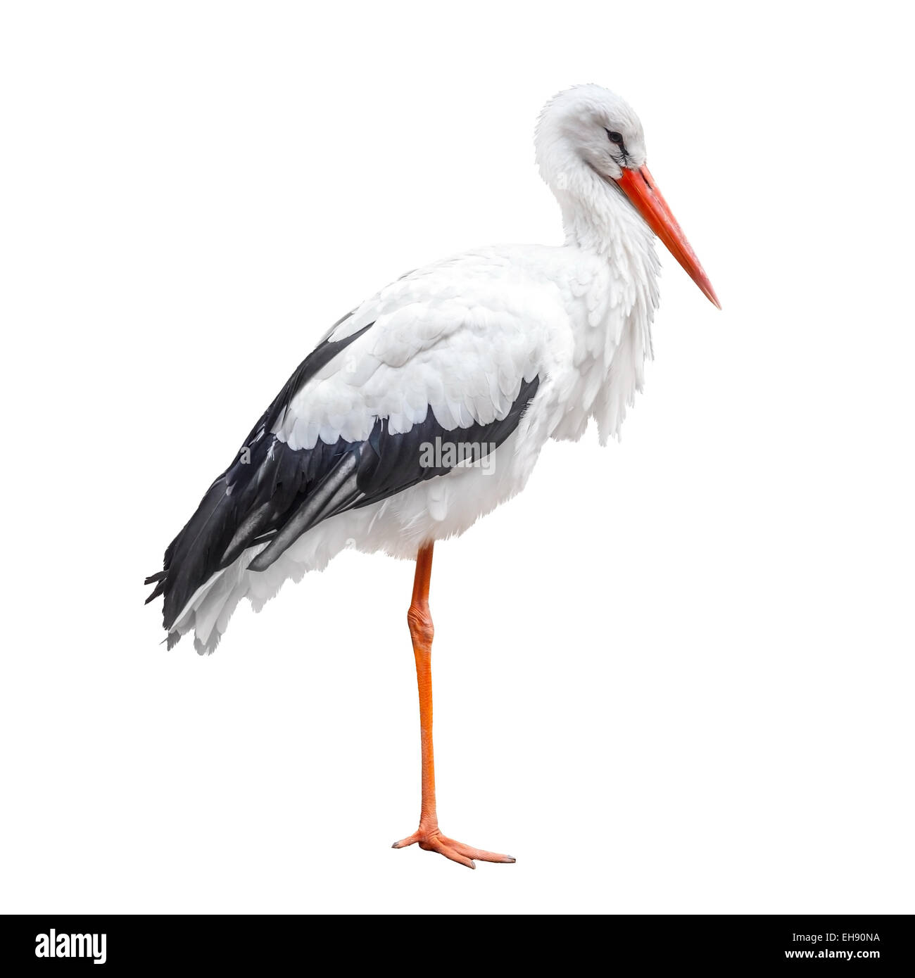 Standing On One Leg Stork Bird Isolated On White Background Stock Photo Standing On One Leg Stork Bird Isolated On White Background Stock Photo