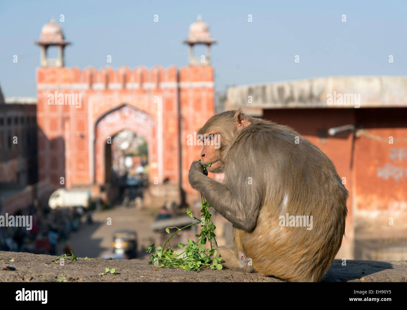 The monkey gate hi-res stock photography and images - Alamy