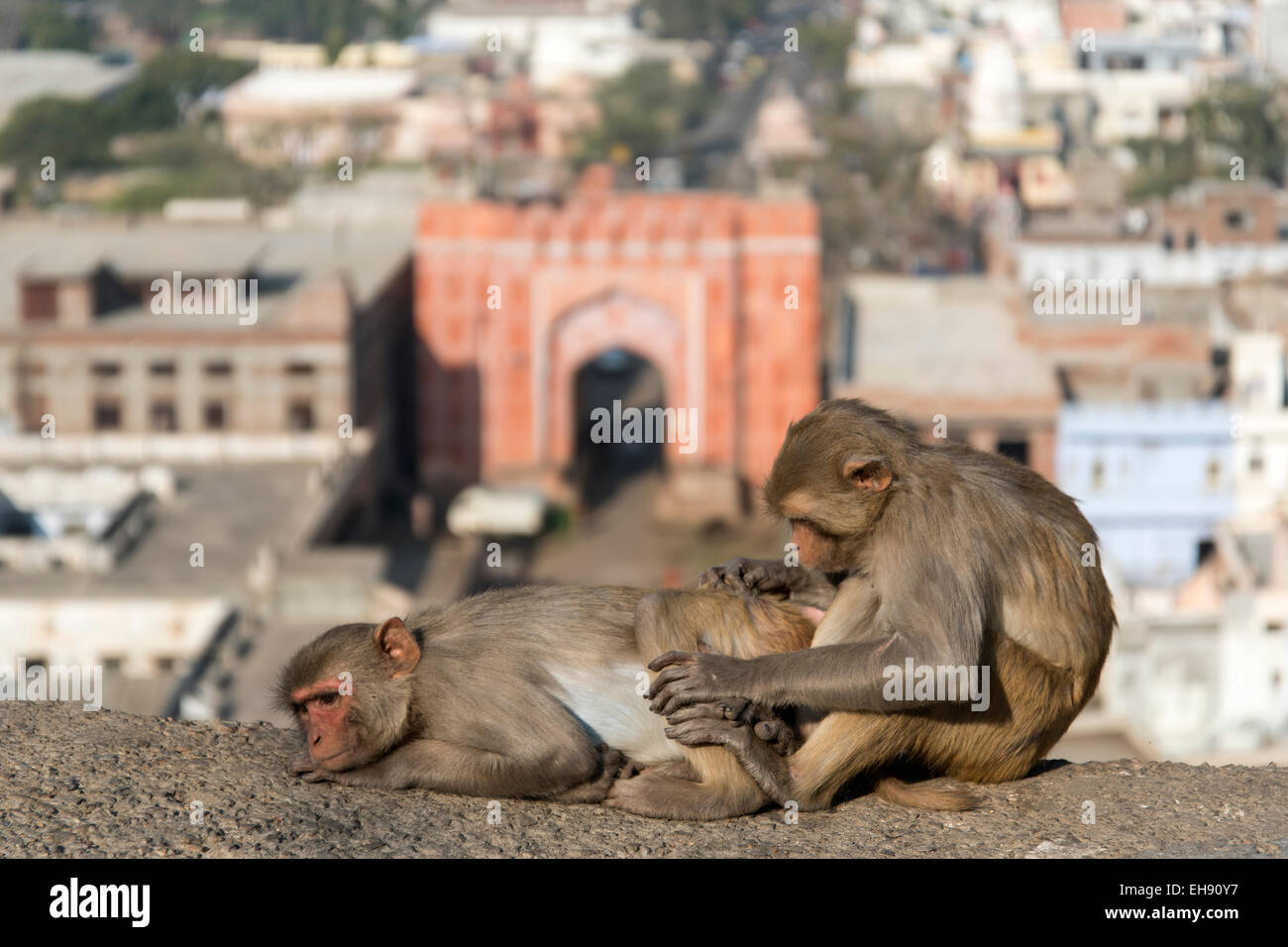 The monkey gate hi-res stock photography and images - Alamy