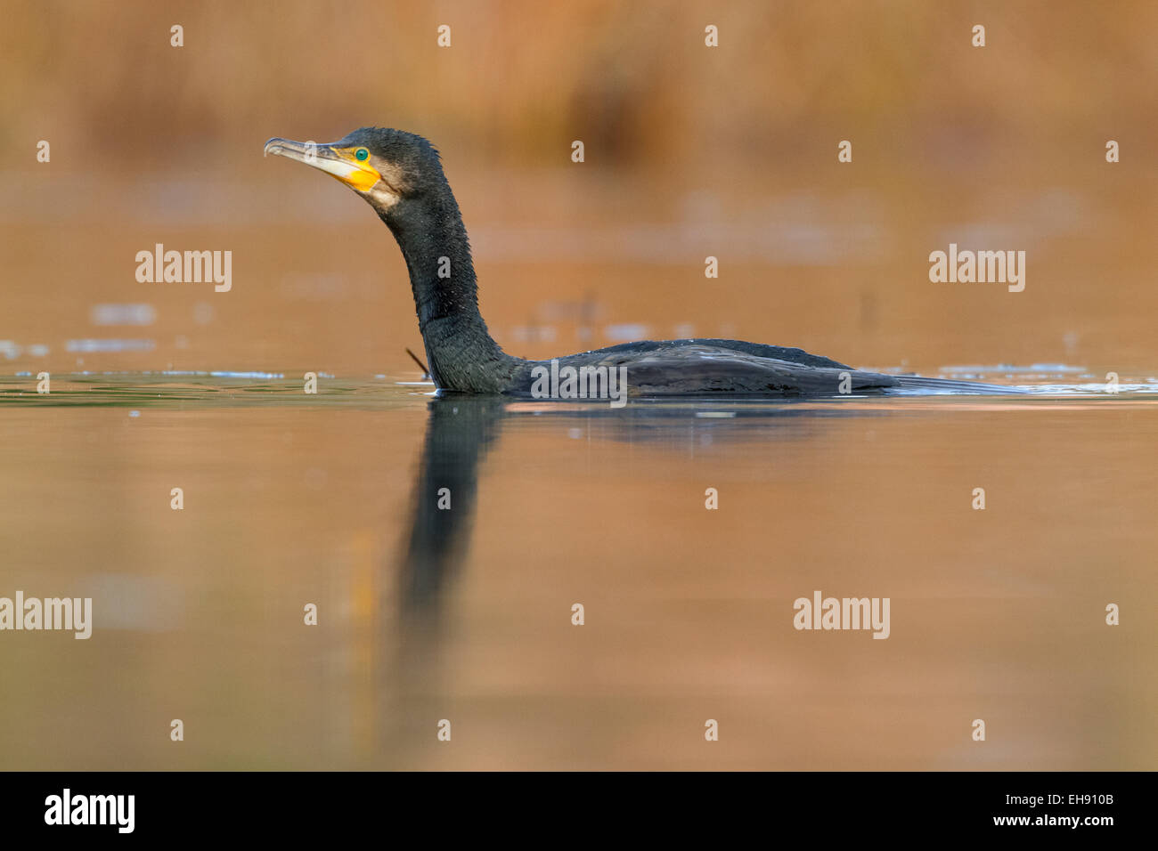 Great Cormorant in winter plumage;  Phalacrocorax carbo sinensis Stock Photo