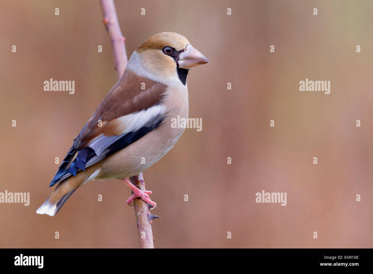female hawfinch; coccothraustes coccothraustes; Stock Photo