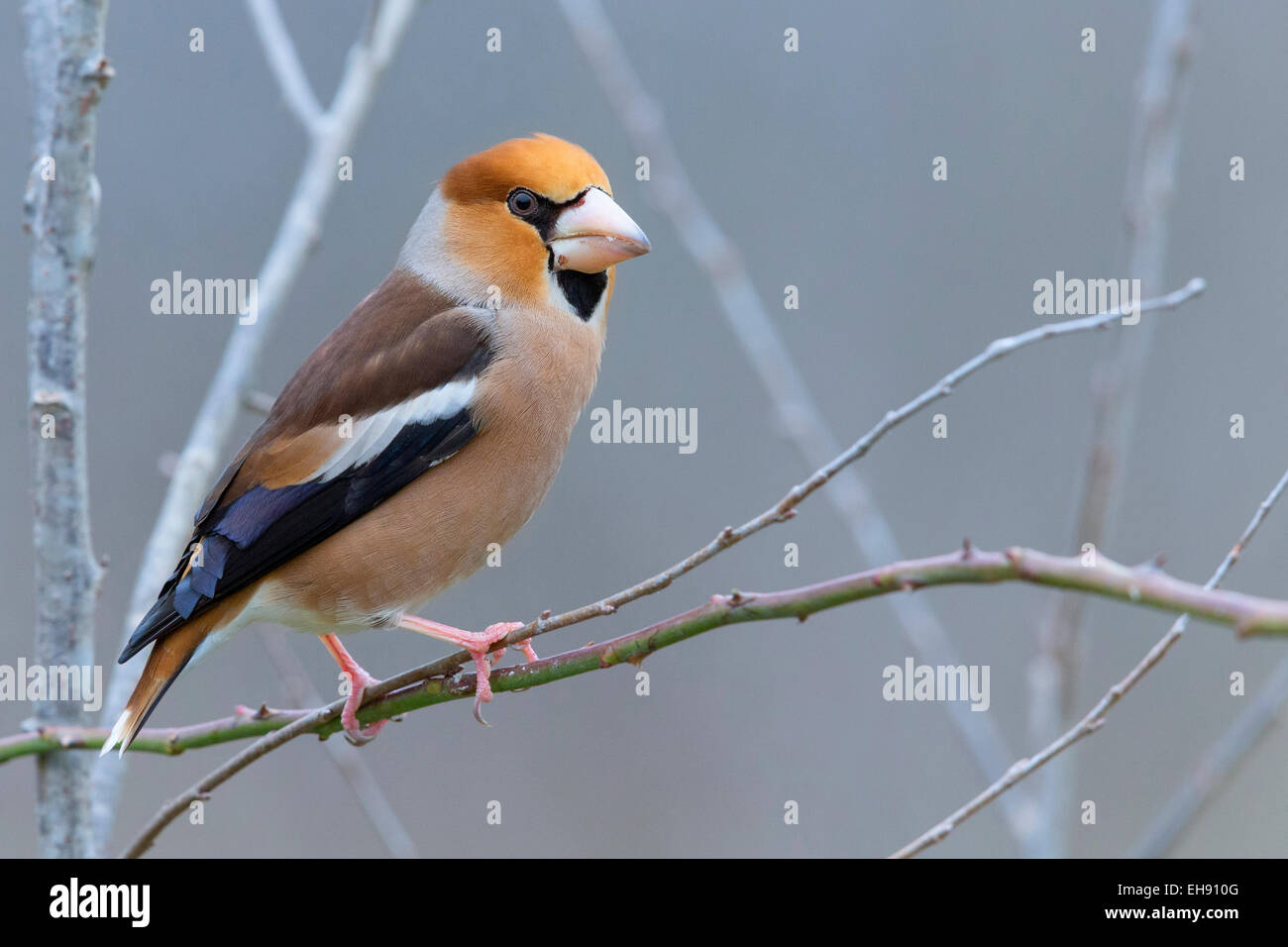 Hawfinch, tuscany, italy, adult male, winter plumage (Coccothraustes coccothraustes) Stock Photo