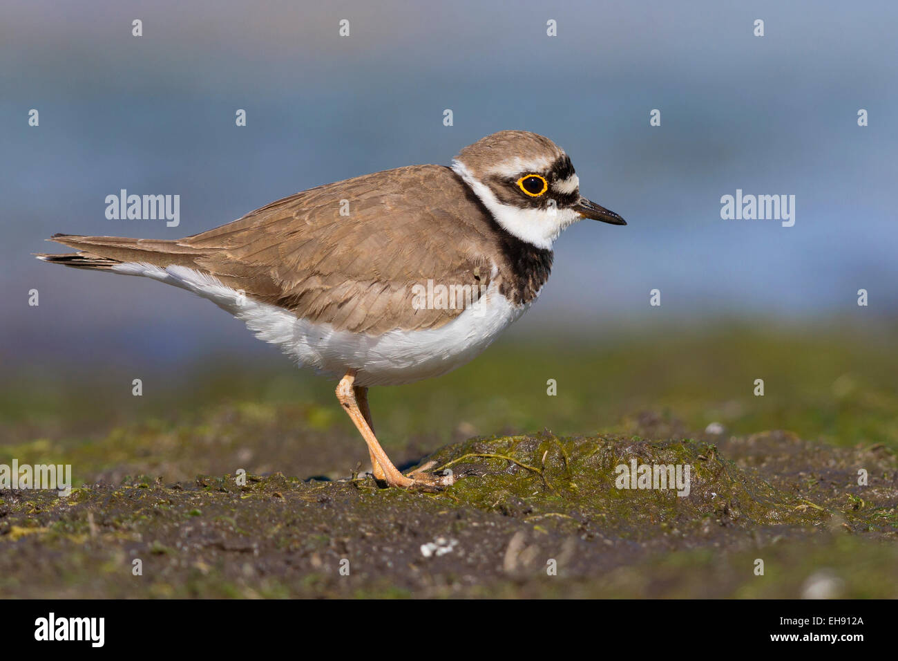 Little Ringed Plover; Charadrius dubius; Stock Photo