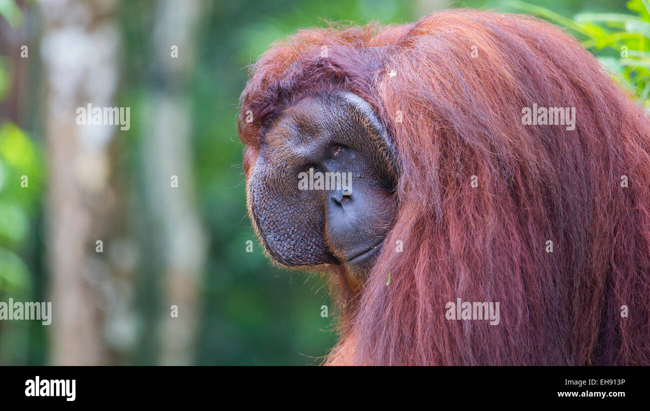 Alpha Male Bornean orangutan (Pongo pygmaeus), Sarawak, Malaysia Stock Photo