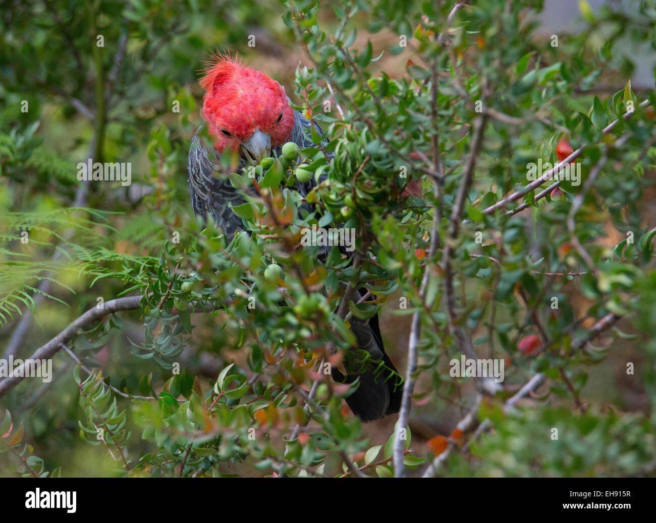 Male Gang-gang Cockatoo (Callocephalon fimbriatum) feeding on Persoonia fruit (Geebung), Wollemi National Park, Australia Stock Photo