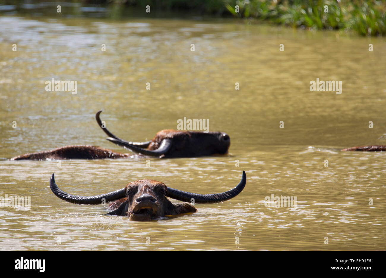 Asian Water Buffalo (Bubalus bubalis) in a waterhole, Yala National Park, Sri Lanka Stock Photo