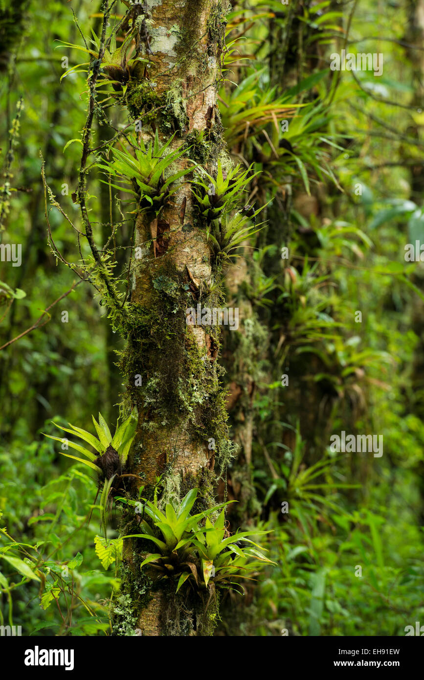 Cloudforest interior, Papallacta region, Andes mountains Stock Photo