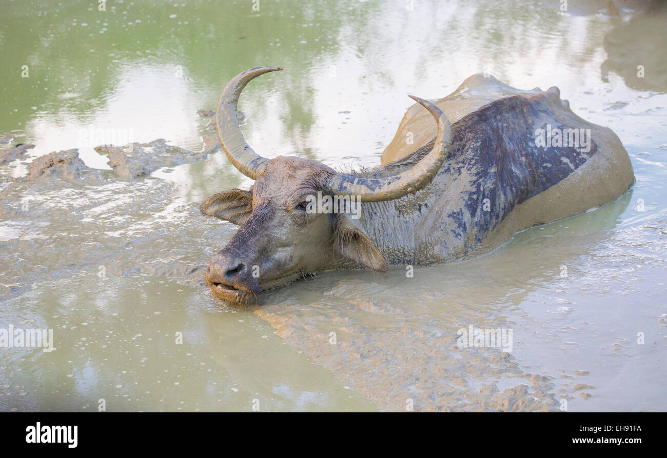 Asian Water Buffalo (Bubalus bubalis) wallowing in a muddy natural pool, Yala National Park, Sri Lanka Stock Photo