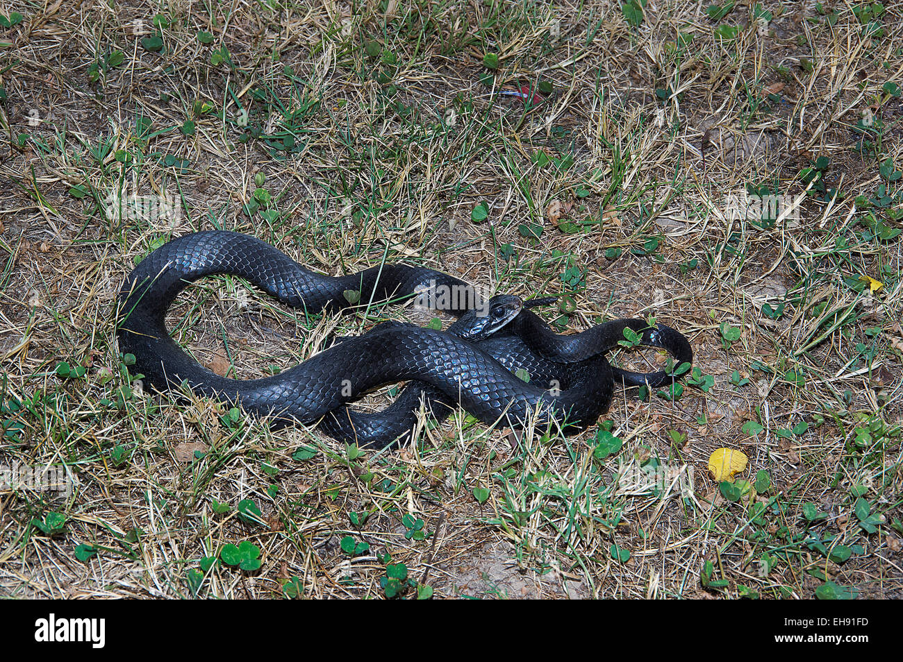 Northern Black Racer, Coluber constrictor constrictor, snake, North American Snake, reptile,  colubrid Stock Photo