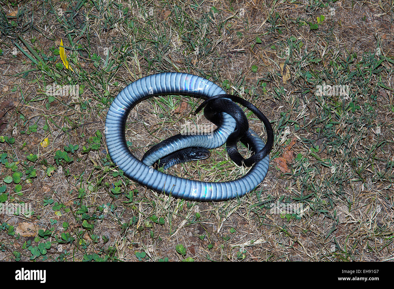 Northern Black Racer, Coluber constrictor constrictor, snake, North American Snake, reptile,  colubrid Stock Photo